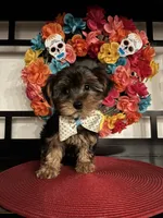 Charles, a male Yorkshire Terrier for sale in Chino Hills, CA – 2 of 7