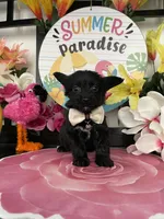 Lulu, a female Maltese and Yorkshire Terrier for sale in Chino Hills, CA – 6 of 9