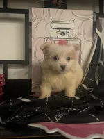 Delilah, a female Maltipom for sale in Chino, CA – 6 of 6
