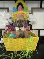 Gina, a female Chihuahua and Yorkshire Terrier for sale in Chino Hills, CA – Photo 5 of 6