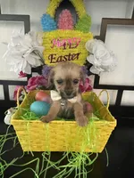 Gina, a female Chihuahua and Yorkshire Terrier for sale in Chino Hills, CA – Photo 6 of 6