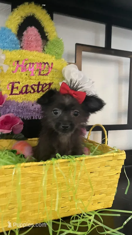 Gina, a female Chihuahua and Yorkshire Terrier for sale in Chino Hills, CA – Photo 1 of 6