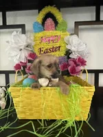 Gina, a female Chihuahua and Yorkshire Terrier for sale in Chino Hills, CA – Photo 4 of 6