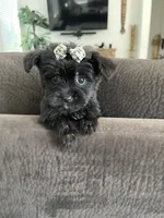 Lulu, a female Maltese and Yorkshire Terrier for sale in Chino, CA – 3 of 4