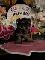 Lenny, a male Yorkshire Terrier for sale in Chino Hills, CA – 4 of 4