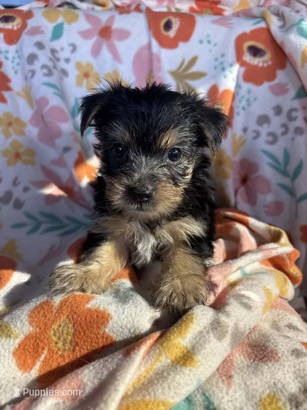 Clyde – Yorkshire Terrier puppy for sale in Chino, CA
