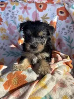 Clyde, a female Yorkshire Terrier for sale in Chino, CA – 1 of 7