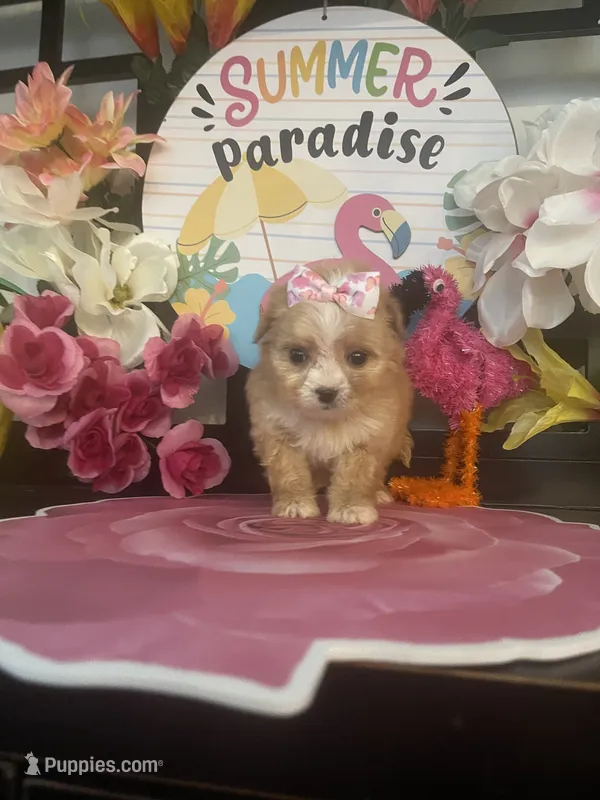 Willow – Maltipoo puppy for sale in Chino Hills, CA