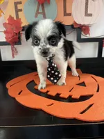Lenny, a male Shih Tzu and Yorkshire Terrier for sale in Chino, CA – 6 of 8
