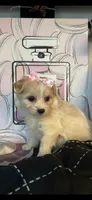 Leslie, a female Maltipoo for sale in Chino Hills, CA – 3 of 3