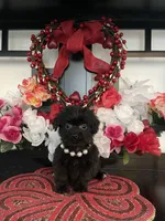 Shila, a female Shih Tzu and Yorkshire Terrier for sale in Chino Hills, CA – Photo 3 of 3