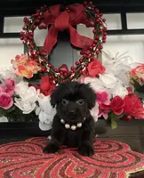 Shila, a female Shih Tzu and Yorkshire Terrier for sale in Chino Hills, CA – Photo 1 of 3