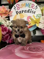 Laura, a female Pomeranian and Shih Tzu for sale in Chino Hills, CA – 6 of 6