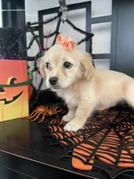 Chester, a male Maltese and Shih Tzu for sale in Chino, CA – 6 of 8