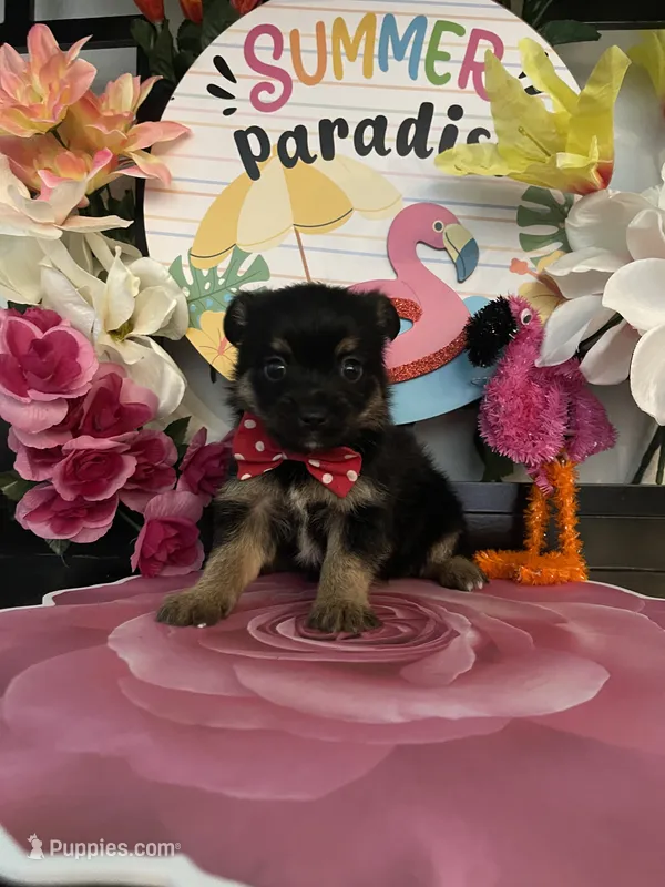 Toby – Morkie puppy for sale in Chino Hills, CA