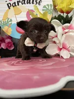 Lulu, a female Maltese and Yorkshire Terrier for sale in Chino Hills, CA – 5 of 9
