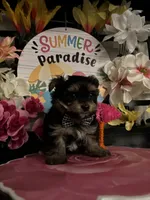 Lenny, a male Yorkshire Terrier for sale in Chino Hills, CA – 3 of 4