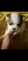Chloe, a female Pomeranian for sale in Chino, CA – 3 of 5