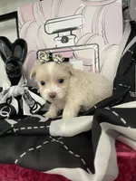 Lulu, a female Maltipoo for sale in Chino, CA – 6 of 6
