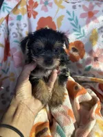 Clyde, a female Yorkshire Terrier for sale in Chino, CA – 3 of 7