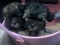 Chloe, a female Shorkie for sale in Chino Hills, CA – 5 of 5
