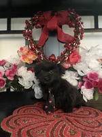 Danny, a male Maltipoo for sale in Chino Hills, CA – Photo 2 of 5