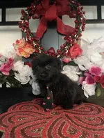 Danny, a male Maltipoo for sale in Chino Hills, CA – Photo 3 of 5