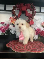 Danny, a male Maltipoo for sale in Chino Hills, CA – Photo 1 of 5