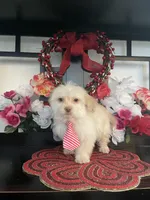 Danny, a male Maltipoo for sale in Chino Hills, CA – Photo 4 of 5