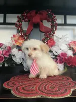 Danny, a male Maltipoo for sale in Chino Hills, CA – Photo 5 of 5