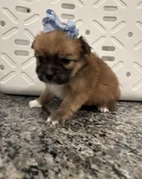 Twinkie, a female Pomeranian and Yorkshire Terrier for sale in Chino, CA – 3 of 8