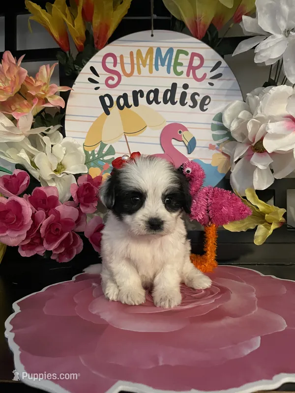 Lulu  – Shihpoo, Poodle - Miniature  puppy for sale in Chino Hills, CA
