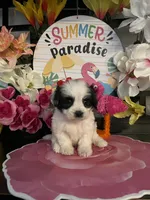 Lulu , a female Shihpoo and Poodle - Miniature  for sale in Chino Hills, CA – 1 of 5