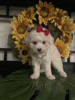 Lulu, a female Maltipoo for sale in Chino Hills, CA – Photo 1 of 6