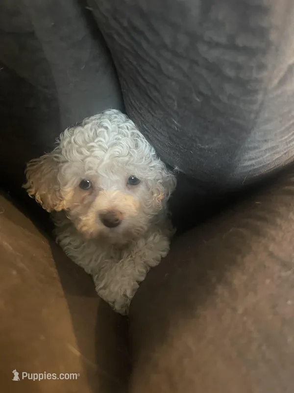 Lulu – Maltipoo puppy for sale in Chino Hills, CA