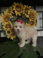 Lulu, a female Maltipoo for sale in Chino Hills, CA – Photo 6 of 6