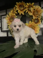 Lulu, a female Maltipoo for sale in Chino Hills, CA – Photo 5 of 6
