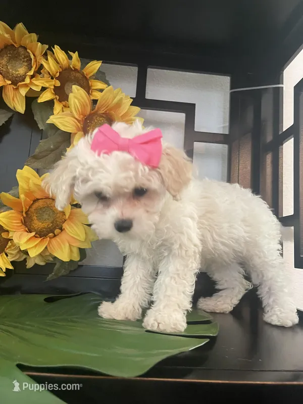 Lulu – Maltipoo puppy for sale in Chino Hills, CA
