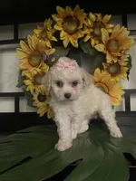 Lulu, a female Maltipoo for sale in Chino Hills, CA – Photo 2 of 6