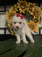 Lulu, a female Maltipoo for sale in Chino Hills, CA – Photo 3 of 6