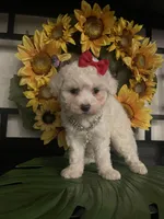 Lulu, a female Maltipoo for sale in Chino Hills, CA – Photo 4 of 6