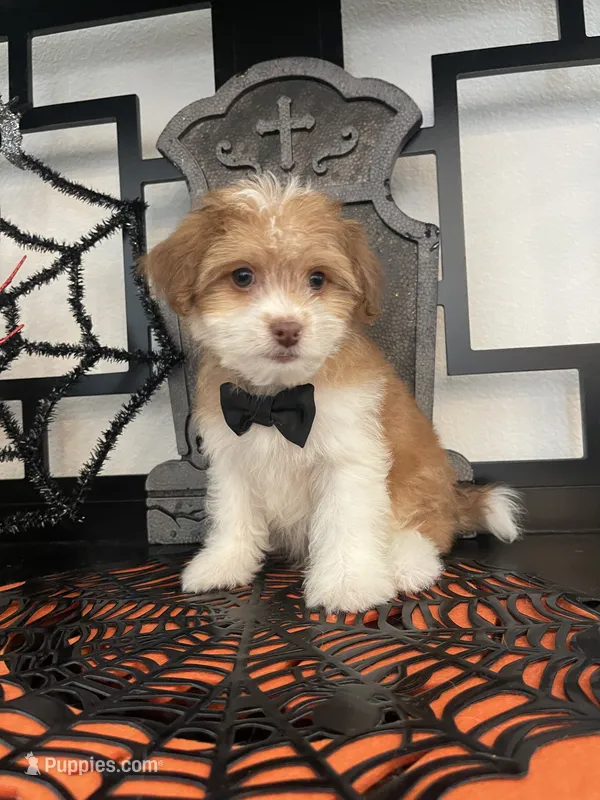 Morkies – Morkie puppy for sale in Chino, CA