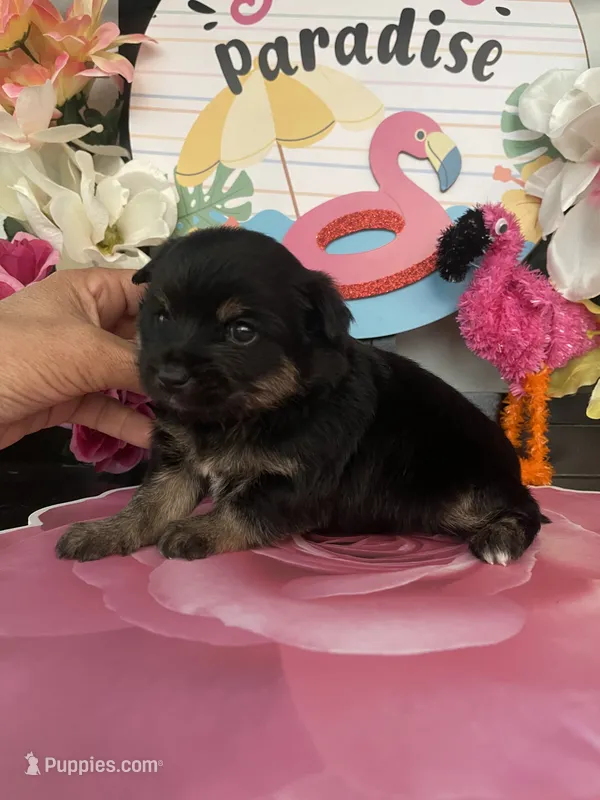 Toby – Morkie puppy for sale in Chino Hills, CA
