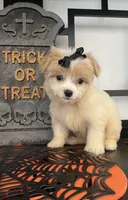 Chloe, a female Poodle - Miniature  and Morkie for sale in Chino, CA – 4 of 4