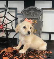 Chester, a male Maltese and Shih Tzu for sale in Chino, CA – 5 of 8