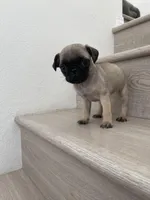 Gary, a male Pug for sale in Chino Hills, CA – Photo 4 of 6