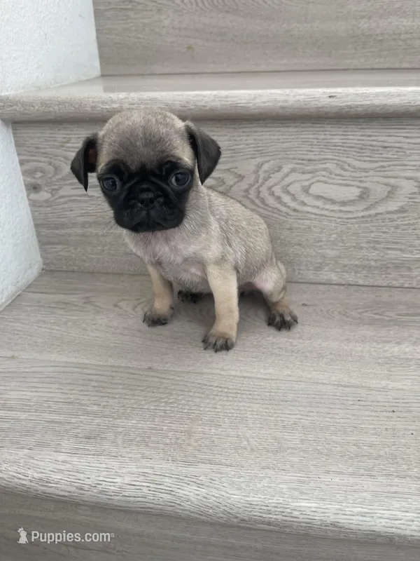 Gary – Pug puppy for sale in Chino Hills, CA