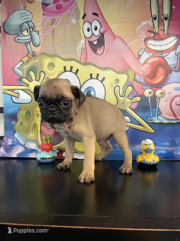 Gary – Pug puppy for sale in Chino Hills, CA