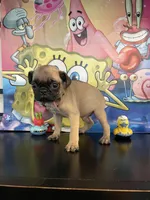 Gary, a male Pug for sale in Chino Hills, CA – Photo 1 of 6
