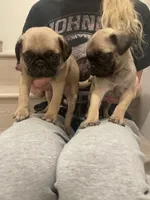 Gary, a female Pug for sale in Chino Hills, CA – Photo 4 of 4